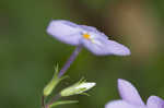 Creeping phlox